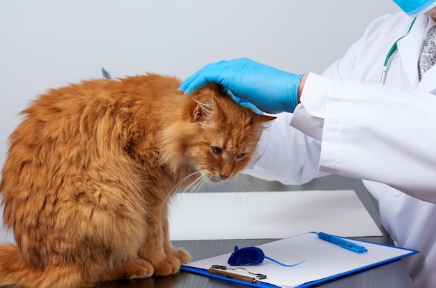 El veterinario masculino con una bata blanca médica se sienta en una mesa y examina a un gato rojo esponjoso adulto