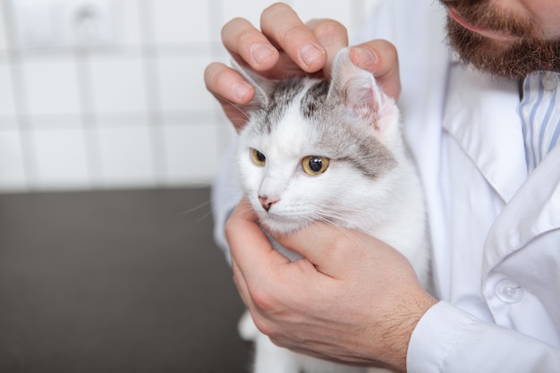 Veterinário masculino com um gato em sua clínica