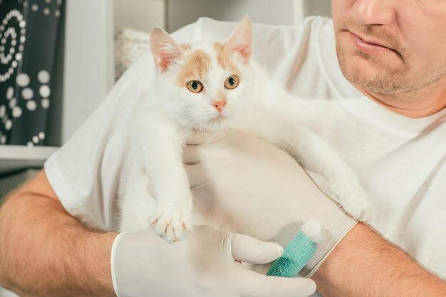 Veterinário masculino de luvas e camiseta segura um gatinho branco e ruivo nos braços, para exame médico