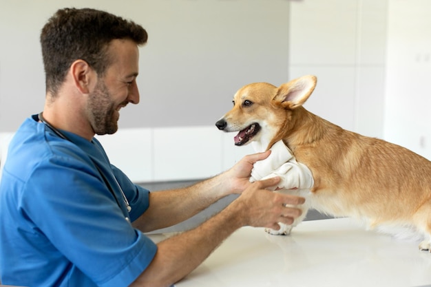 Foto veterinário masculino em uniforme azul de trabalho vendando uma pata de bonito pembroke welsh corgi cão sentado em