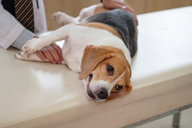 Veterinario masculino examinando una raza de perro beagle en la mesa del veterinario en la clínica