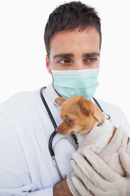 Veterinario masculino preocupado que sostiene un chihuahua enfermo
