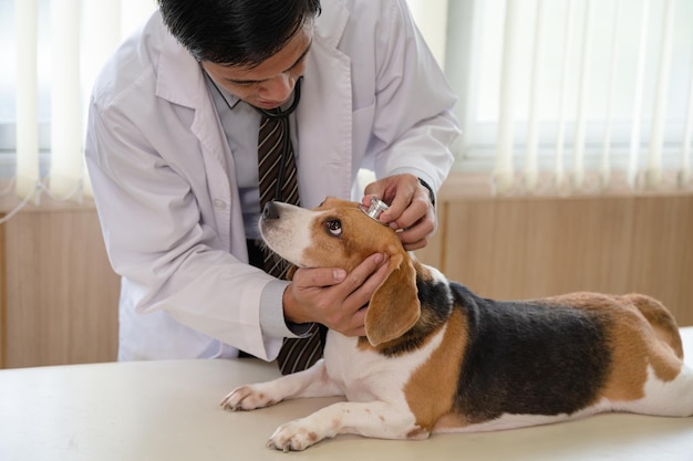 Veterinário masculino usando estetoscópio examinando uma raça de cachorro beagle na mesa veterinária na clínica veterinária