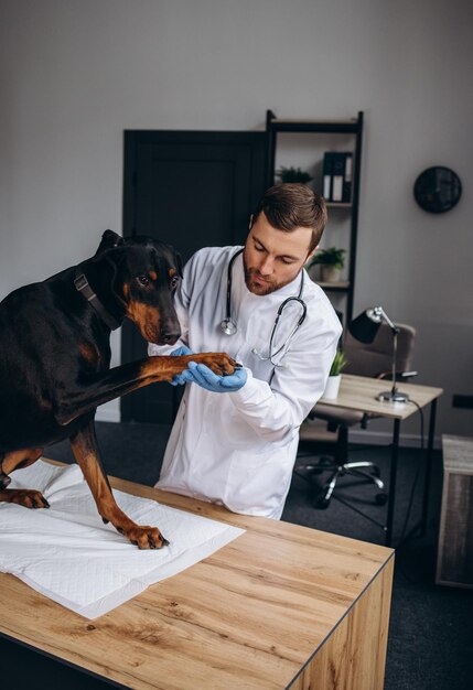 Foto el veterinario mira la piel y el pelaje del perro para comprobar la salud y la higiene mientras el paciente se acuesta y se relaja en la mesa de la clínica veterinaria mirando la cámara