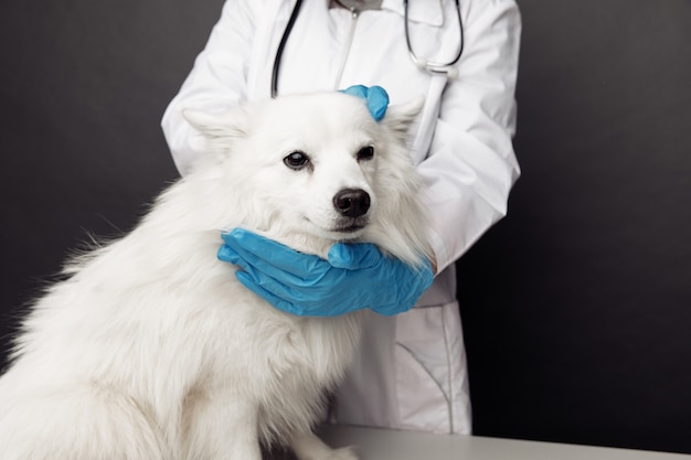 Veterinário mordendo as orelhas de um cachorro branco na mesa na clínica veterinária