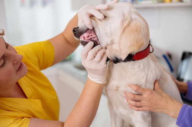 Veterinario de la mujer que controla el perro en el hospital de animales