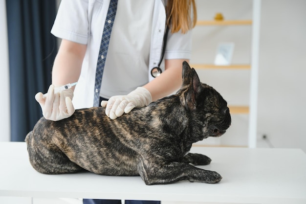 Veterinário na clínica veterinária dando injeção a um cão