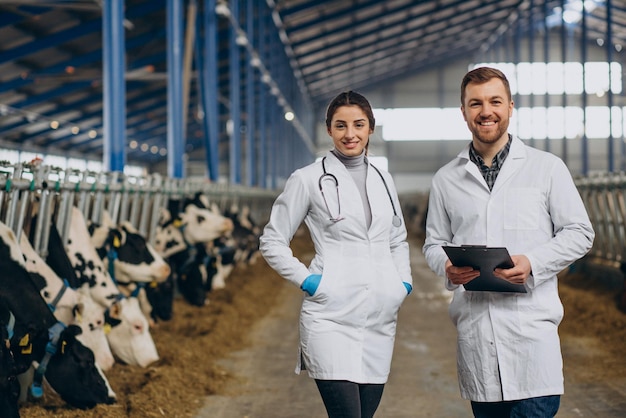 Veterinário na fazenda andando no estábulo verificando as vacas