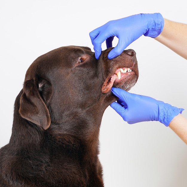 Veterinário nas luvas azuis que limpam os dentes de labrador retriever. higiene e cuidados para cães.