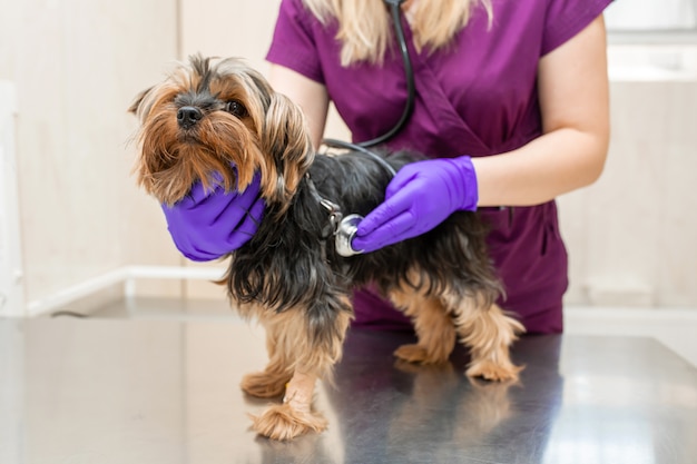 Veterinario de la niña en la clínica examinar con estetoscopio un terrier de Yorkshire de la raza del perro.