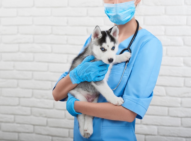 Veterinário no hospital cuidando do pequeno dognic husky