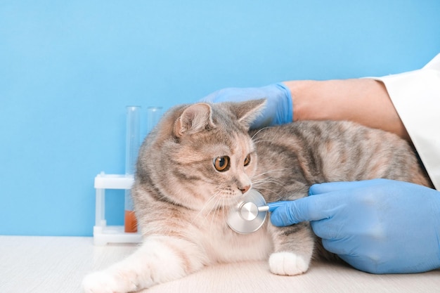 Veterinário ouve um gato com estetoscópio enquanto visita uma clínica veterinária exame de saúde animal