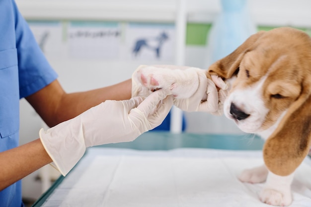 Veterinário palpando a pata dos cães