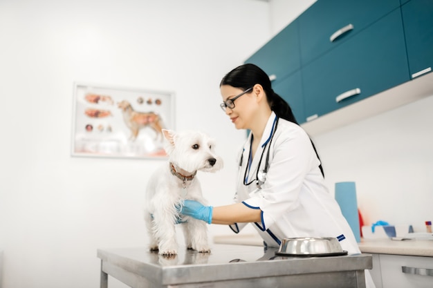 Veterinario y perro. Veterinario de pelo oscuro con bata blanca y guantes azules cuidando de perro blanco