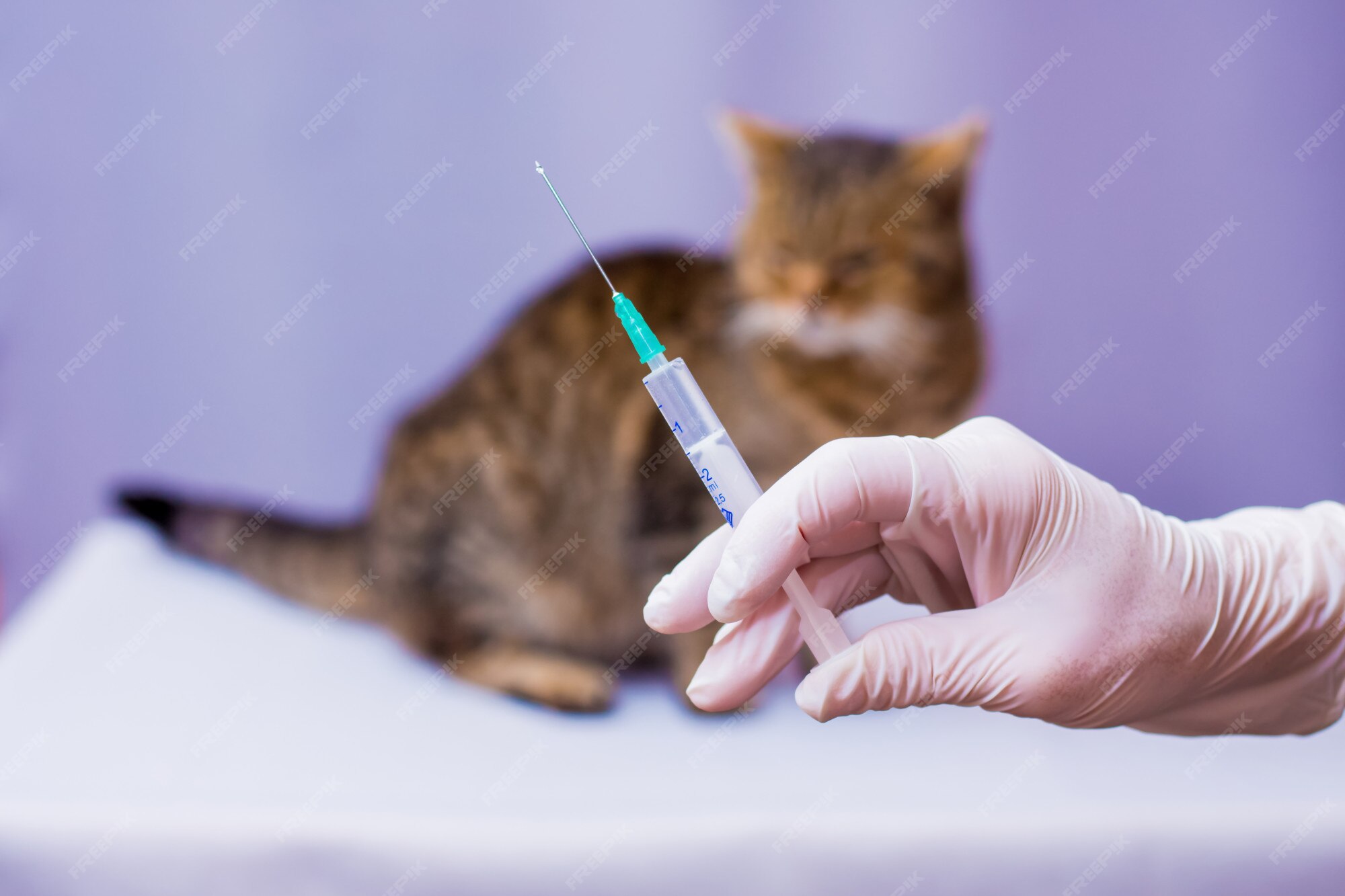 Вакцинация кошек