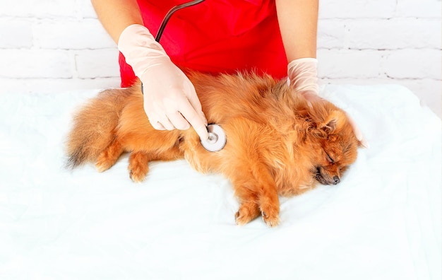 Un veterinario profesional examina a un pequeño perro Pomerania con un estetoscopio.