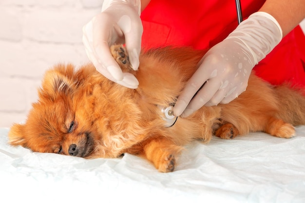 Un veterinario profesional examina a un pequeño perro Pomerania con un estetoscopio