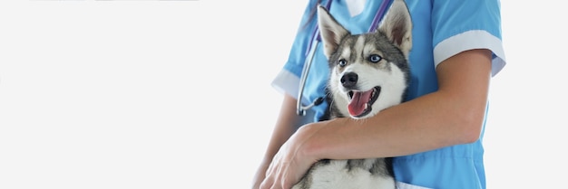 Veterinario profesional prepara lindo husky para chequeo de perro con ojos azules puros en la cita