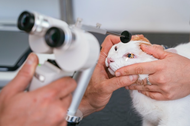 Veterinário profissional usando lupa para animais.