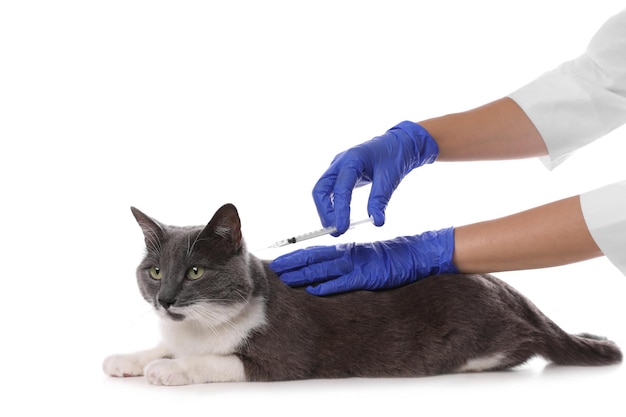 Veterinário profissional vacinando gato bonito em closeup de fundo branco