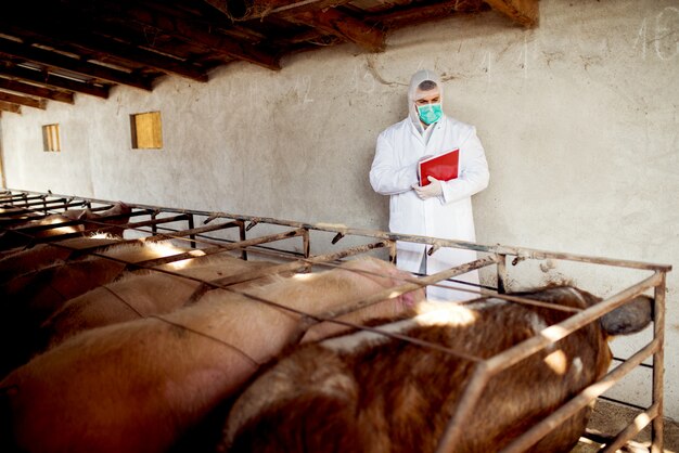 Veterinário que examina a exploração agrícola de porcos para alguma doença, verificando a saúde de cada porco.