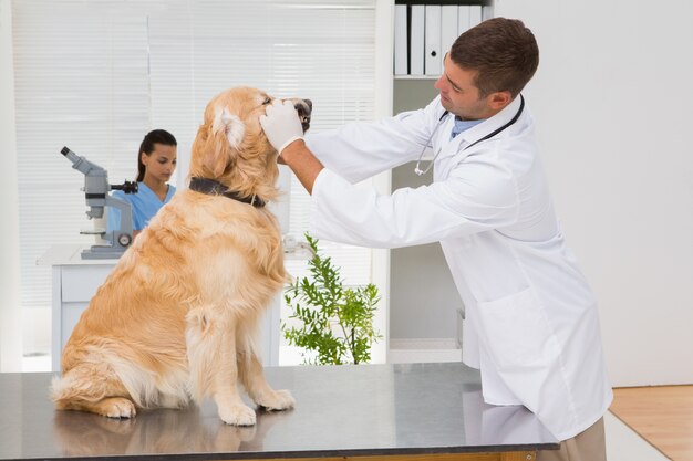 Veterinario que examina los dientes de un perro lindo