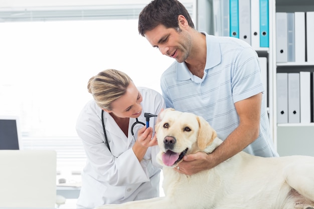 Veterinario que examina la oreja del perro con el hombre