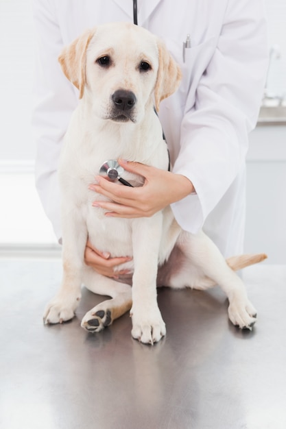 Veterinario que examina un perro lindo con un estetoscopio