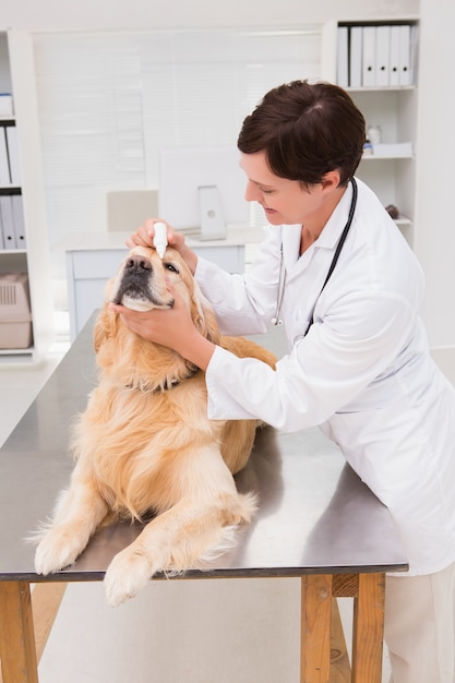 Veterinario que examina un perro lindo