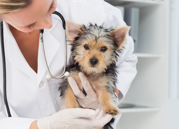 Veterinario que sostiene el perrito lindo