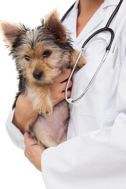 Foto veterinario que sostiene el perrito del terrier de yorkshire