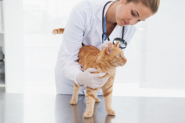 Veterinário que verifica uma pele de gatos