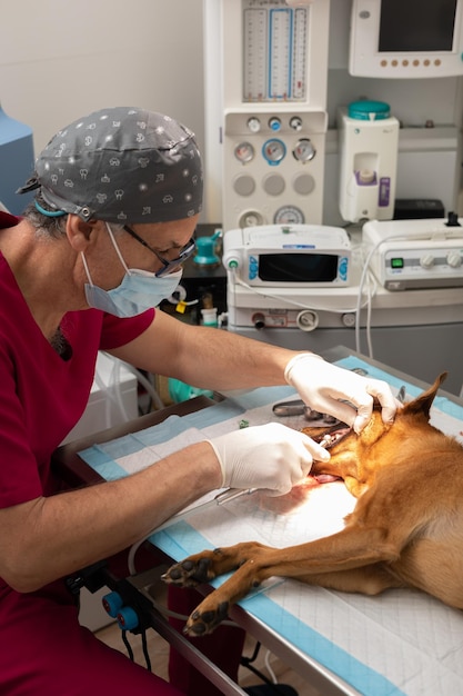 Veterinário realizando limpeza dental em um cão com sedação na sala de cirurgia