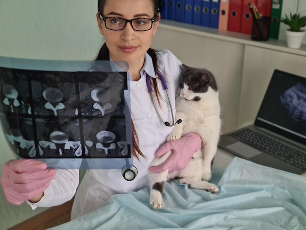 Foto el veterinario recibió el resultado de la radiografía de gato y examinó la exploración en el consultorio