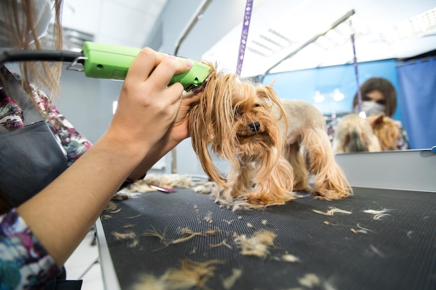 Veterinario recortando un yorkshire terrier con un cortapelos en una clínica veterinaria