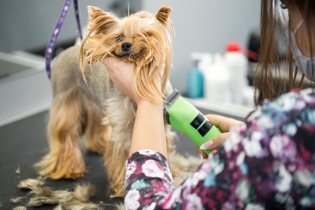 Veterinario recortando un yorkshire terrier con un cortapelos en una clínica veterinaria