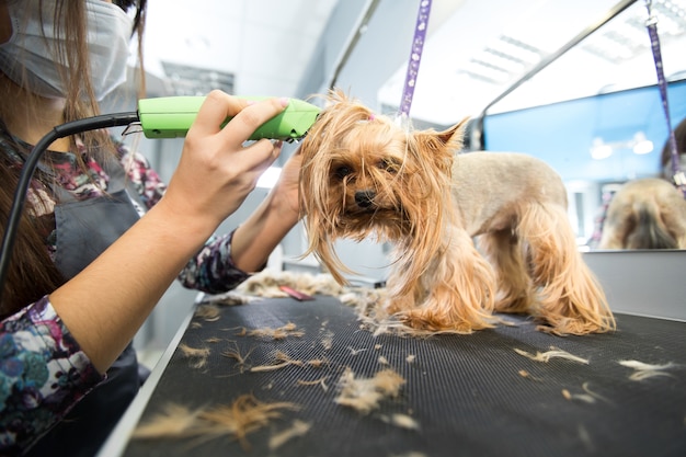 Veterinario recortando un yorkshire terrier con un cortapelos en una clínica veterinaria