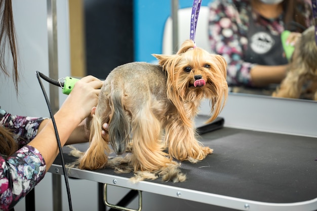 Veterinario recortando un yorkshire terrier con un cortapelos en una clínica veterinaria.