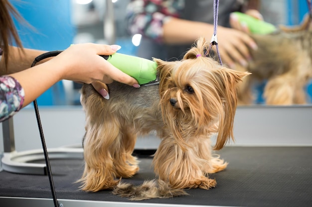 Veterinario recortando un yorkshire terrier con un cortapelos en una clínica veterinaria