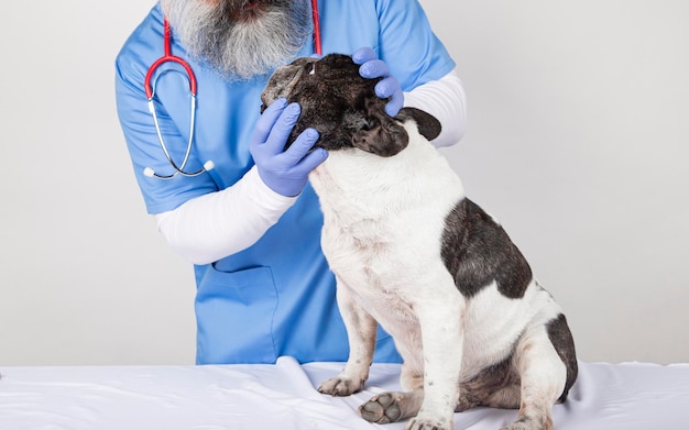 El veterinario revisa los ojos del perro. aislado sobre fondo blanco