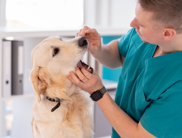 Veterinario revisando los dientes del perro