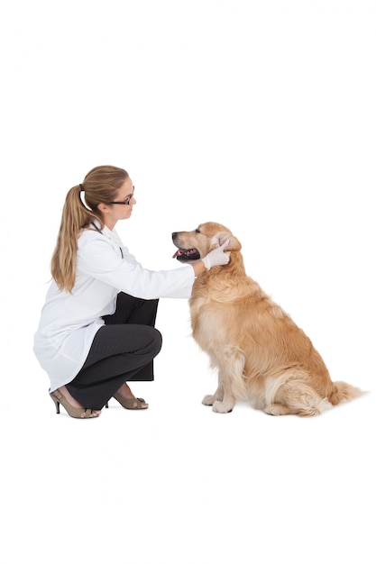 Veterinario revisando un labrador