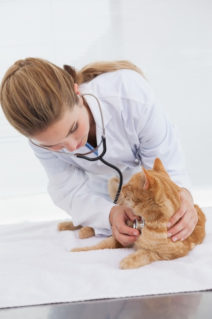 Veterinario revisando latidos del corazón de un gato