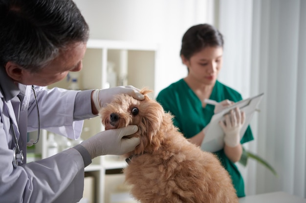 Veterinario revisando los ojos del perro