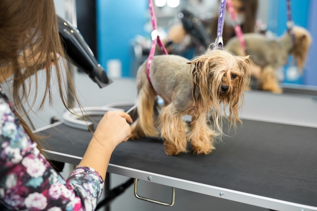 Veterinário secar um Yorkshire terrier