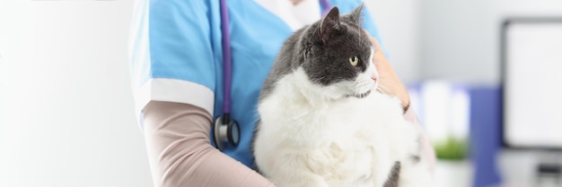 Veterinário segura gata cuidando de animais de estimação veterinário médico