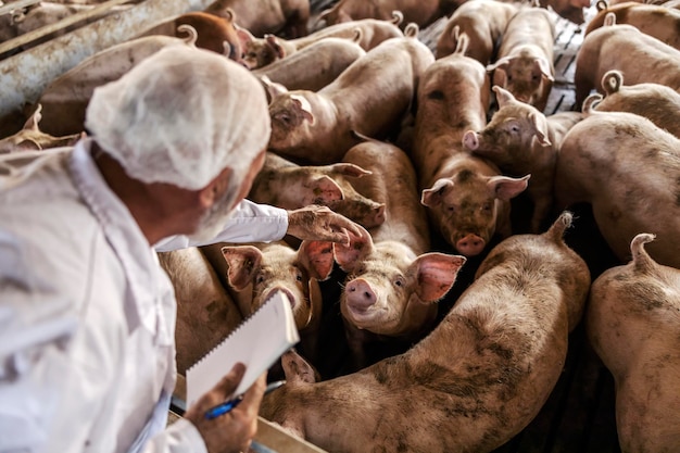 Un veterinario senior con un cuaderno en las manos está comprobando la salud de los cerdos