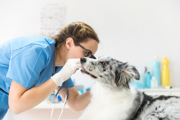 Foto veterinario de sexo femenino que examina la oreja de perro con el otoscopio en clínica