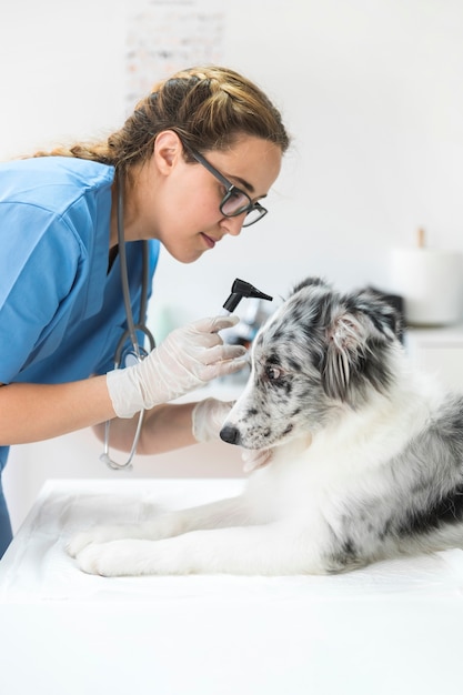 Foto veterinario de sexo femenino que examina la oreja de perro con el otoscopio en clínica