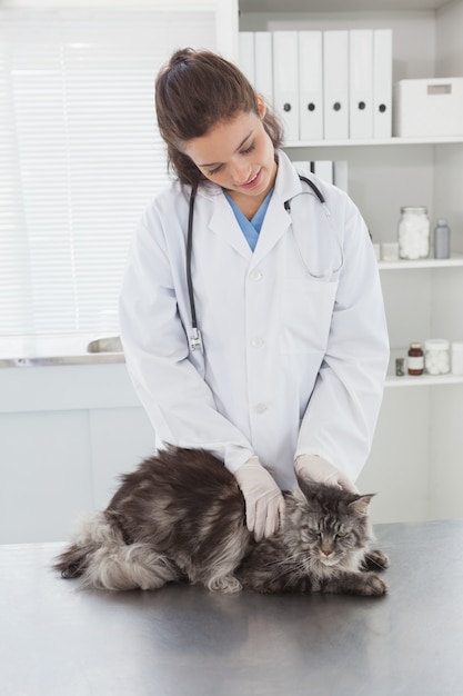 Veterinario sonriente que examina un coon hermoso de Maine